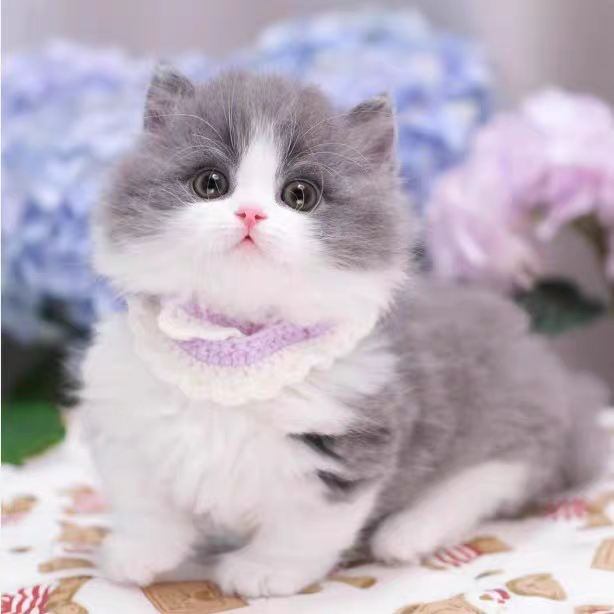 猫舍直销,批发价出售,英短蓝白